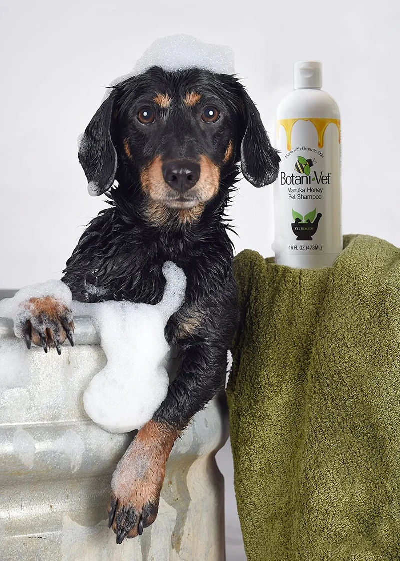 botanivet Miel de Manuka Pet Champú Orgánico Certificado 16 oz – 100% Ingredientes Naturales – Veterinaria Dermatólogo formulado para alergias y prurito
