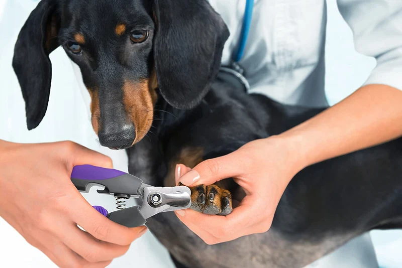 Profesional Pet Nail Clipper y recortador por hertzko – adecuado para a mediano y grande Perros y Gatos – Incluye Seguridad Guardia para evitar overcutting – de Bono. La última intervensión Nail File included.