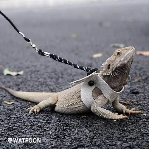 WATFOON - Arnés de piel de reptil con alas ajustables con correa de dragón, anfibios de lagarto, camaleón, cobaya, hurones, hámster, ratas, animales pequeños