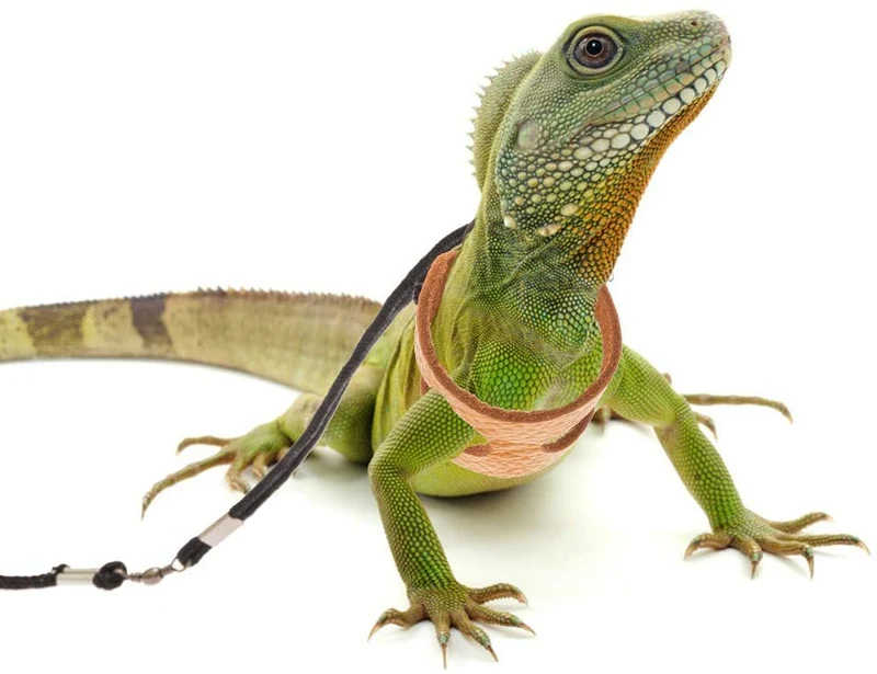 Mihachi Arnés de dragón ajustable de piel suave para amphibianos pequeños y medianos y otros animales pequeños de mascotas