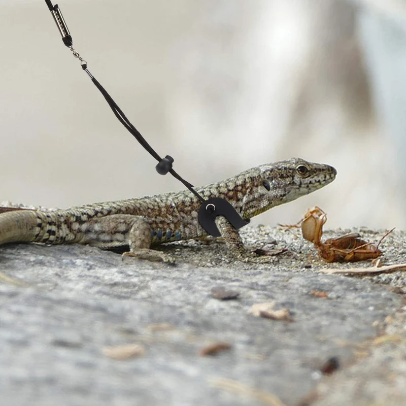 Frienda 6 piezas ajustable Lizard Leash Reptile Arnés de dragón con correa Gecko con alas de cuero para Lizards Anfibios y animales pequeños de mascotas, 3 tamaños