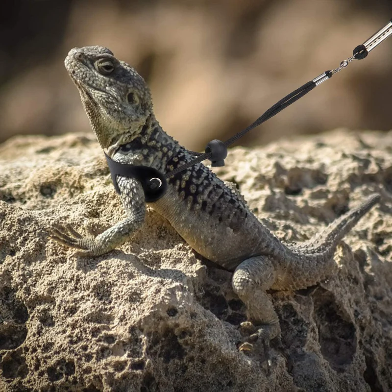 Frienda 6 piezas ajustable Lizard Leash Reptile Arnés de dragón con correa Gecko con alas de cuero para Lizards Anfibios y animales pequeños de mascotas, 3 tamaños