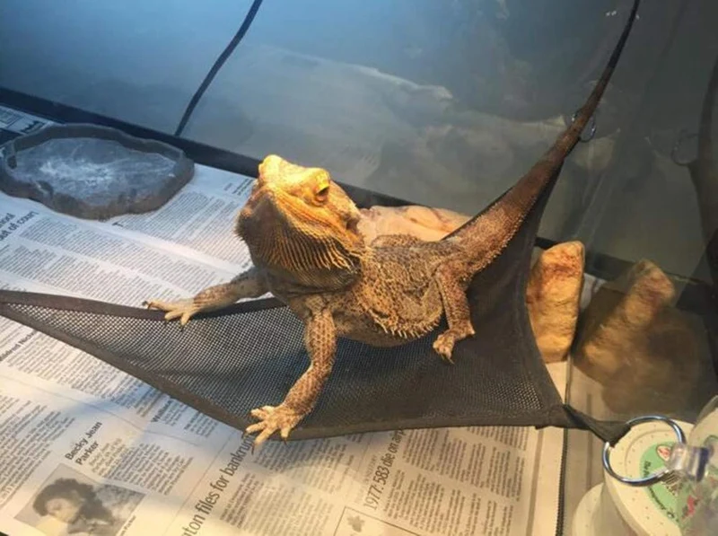 Nobranded Lizard Harness Bearded Dragon Leash and Belt Hammock National Flag Hat 7 pc Set, Adjustable Amphibian and Other Small Pet Reptile Harness （S, M, L ）+ 1 Straw Hat + 1 Hammock