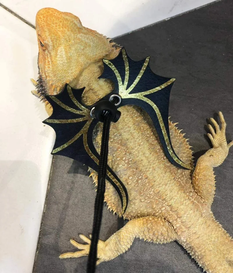 Vehomy 3 paquetes de arnés y correa de dragón barbudo ajustable (S, M, L) suave correa de piel para reptiles para anfibios y otros animales de mascotas pequeños