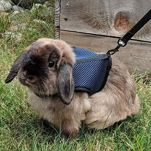 Pettom - Arnés de conejo con correa elástica con hebilla ajustable y transpirable para gatitos pequeños y mascotas