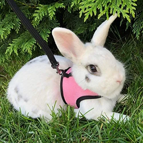 Pettom - Arnés de conejo con correa elástica con hebilla ajustable y transpirable para gatitos pequeños y mascotas