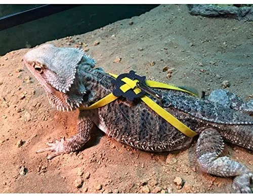 Vehomy - Correa para tortuga, diseño de lagarto