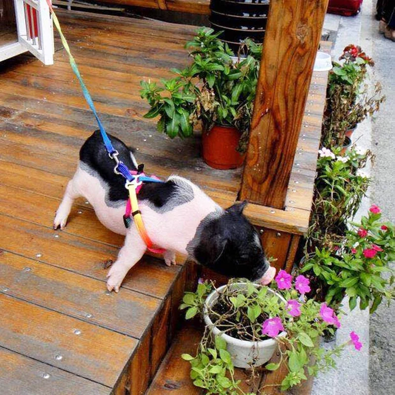 Mini Pig - Arnés ajustable para cerdo y otros animales pequeños