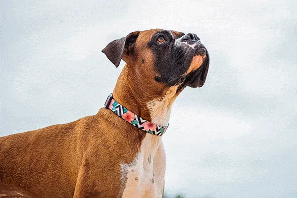 Zee.Dog Collar Mahalo