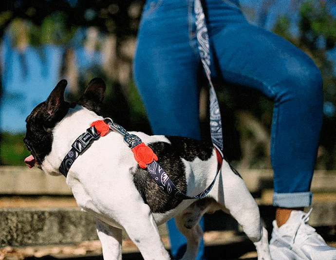 ZEE.DOG PAISLEY LEASH