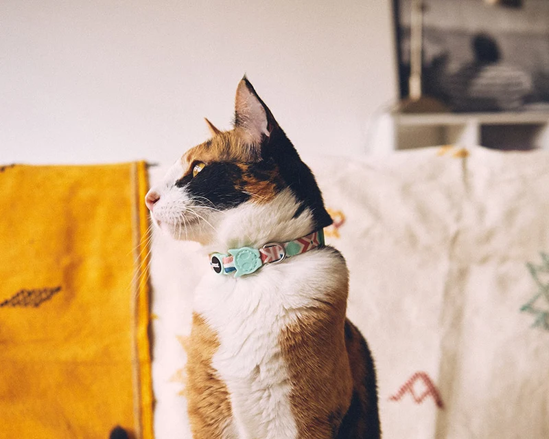 Zee.Cat Marcuch