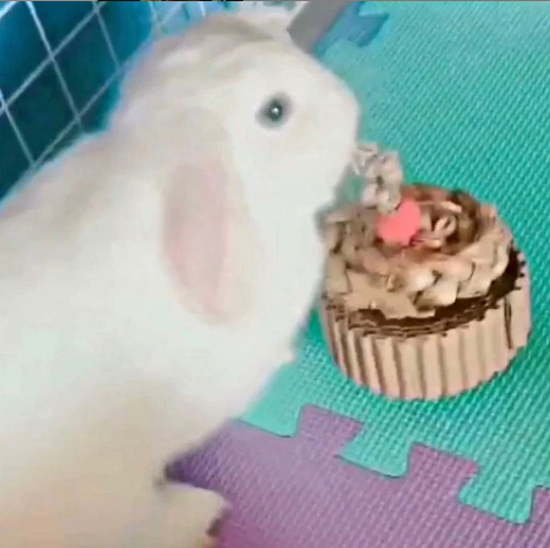 WINNIGUINEAPOO Conejo Juguetes Cupcake Juguete Guinea Pig Accesorios Animales Pequeños Conejo Trato Chinchilla Regalos para mascotas pequeñas hechas a mano en los Estados Unidos