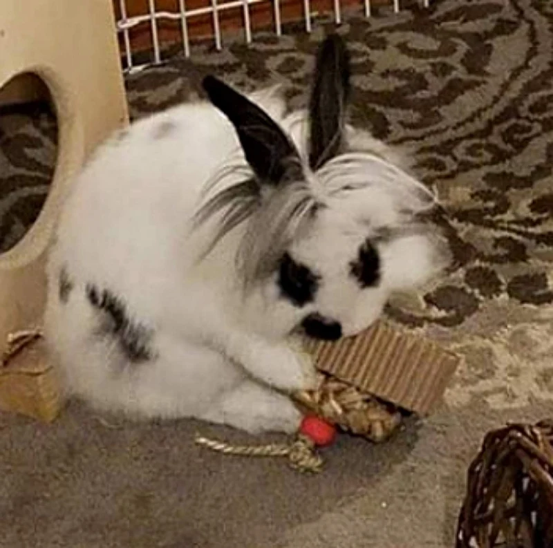 WINNIGUINEAPOO Conejo Juguetes Cupcake Juguete Guinea Pig Accesorios Animales Pequeños Conejo Trato Chinchilla Regalos para mascotas pequeñas hechas a mano en los Estados Unidos