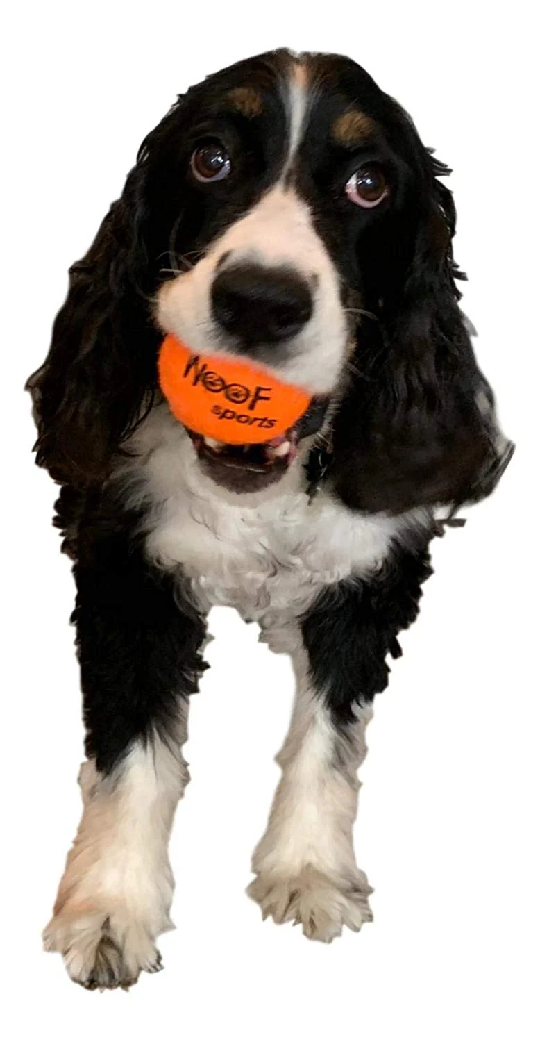 Woof Sports Pet pelotas de tenis – 12 Bolas de ecofriendly y malla bolsa. Sólo el Derecho Cantidad de rebote, easy-to-see Naranja y ideal para pelota lanzadores