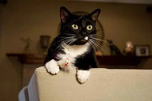 Juguete de pelo largo con chirriador para gatos y perros – El mejor juguete para hacer ejercicio para mascotas, mantiene a tu mascota activo, juguetes para gatos, juguetes para perros para aburridos.