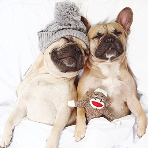 Pet qwerks Sock Monkey Dog Toy