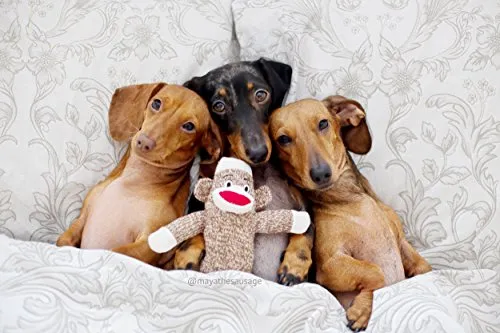 Pet qwerks Sock Monkey Dog Toy