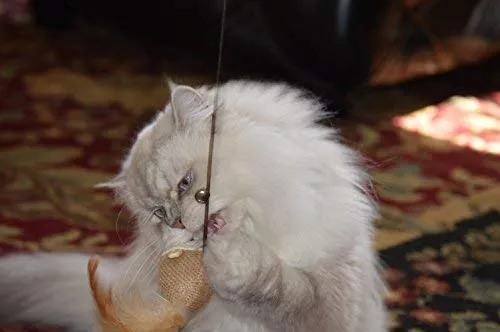 Gato gatito Juguetes, Conjunto de 3 de madera natural de Sisal Varita bromistas con mouse, Bell, pluma, elástico cadena, y resistente Rod, Awesome Soluciones de divertido, mejor Cat Catcher ratones para mascotas by Earthtone interactivo