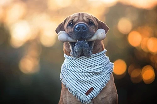 Juguetes para masticar perros de Pet Qwerks BarkBone para masticadores agresivos, fabricados en Estados Unidos