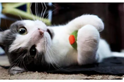 munchiecat Wine and Cheese Toys for Cats | Unique Gift for Cat Adoption, Wine Lovers, Housewarming Gift
