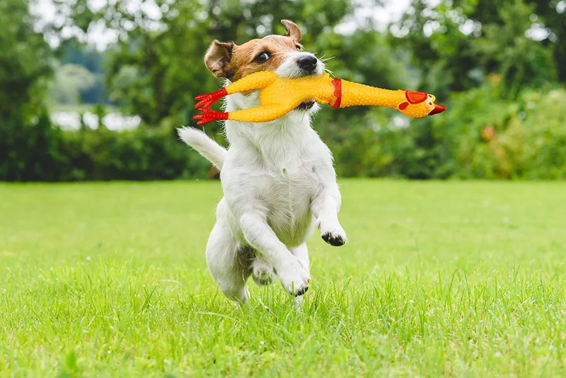 Divertido goma de 15" gritando pollo juguete para niños y mascotas – muy duradero y divertido pollo Perro Chew Squeaky Toy – Silly apretar y emite sonido novedad Idea de regalo – colores vibrantes y Wacky diseño