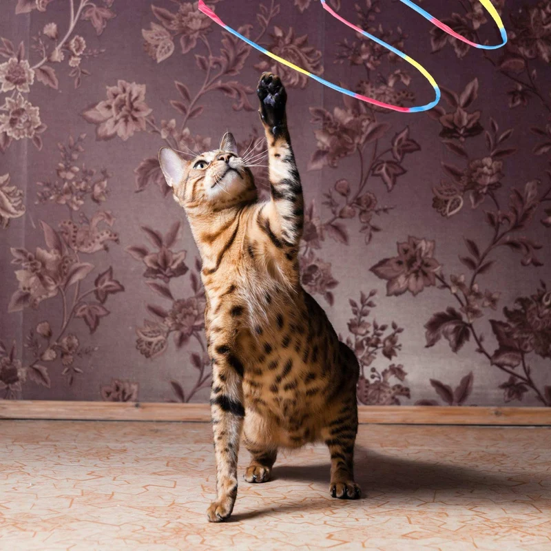 Interactive Cat Toys Rainbow Cat Charmer with Bell, Replaceable Wood Cat Wand with 5PCS Colorful Fabric Ribbon Refills, Safe Cat Catcher Teaser Stick Toy for Kittens Training Pets Exerciser