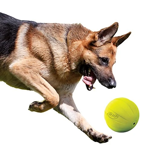 Nerf perro pelota chillona.