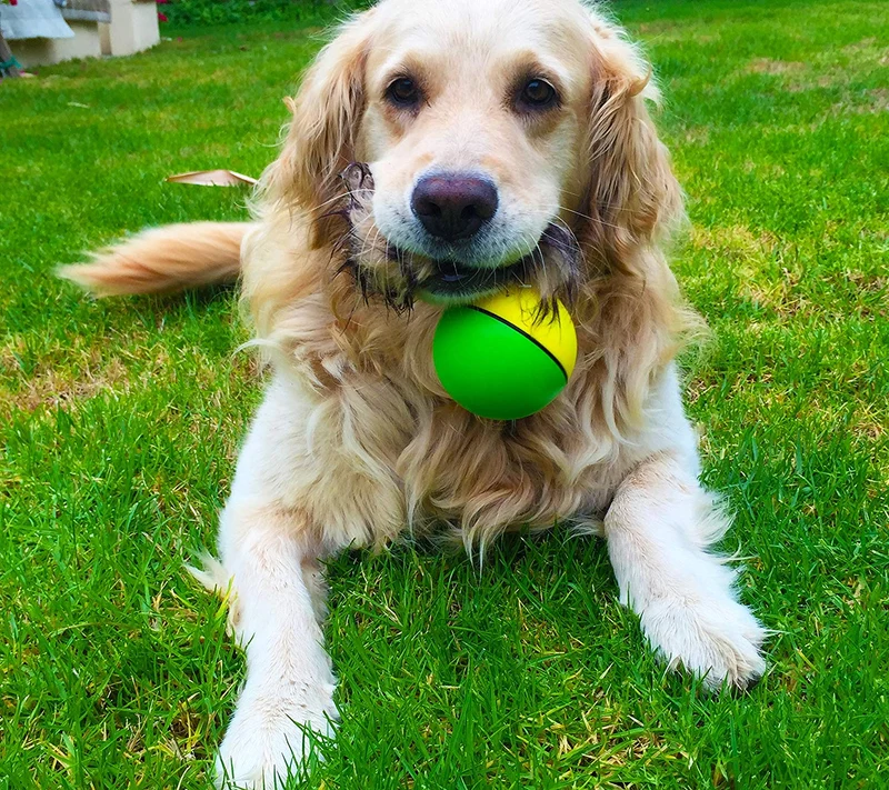 D.Y. Juguete de pelota motorizada para mascotas Toy 1 Weazel