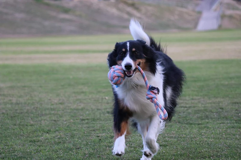 Juguete de cuerda para perros XL para gafas de huéspedes – pelota grande para perros grandes y medianos – Beneficios no resistentes al rescate de perros – Gran cuerda de poliéster para perros con salud dental – 100% algodón de cuerda de juguete para perro
