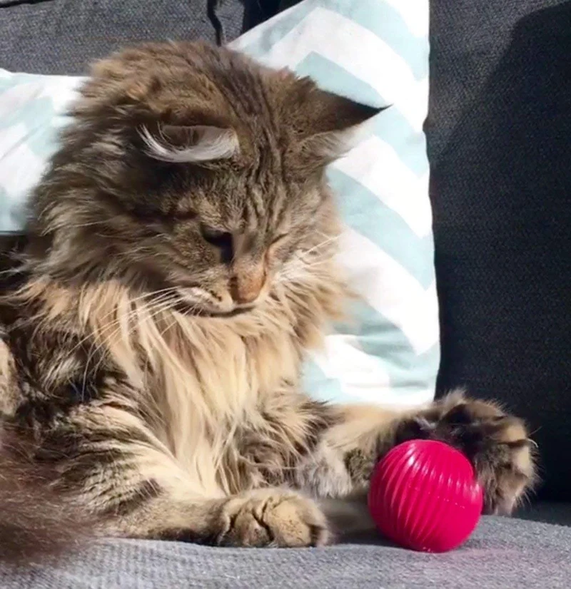 Pet Qwerks – Pelota de gato con infusor de gato, juguete interactivo para gato