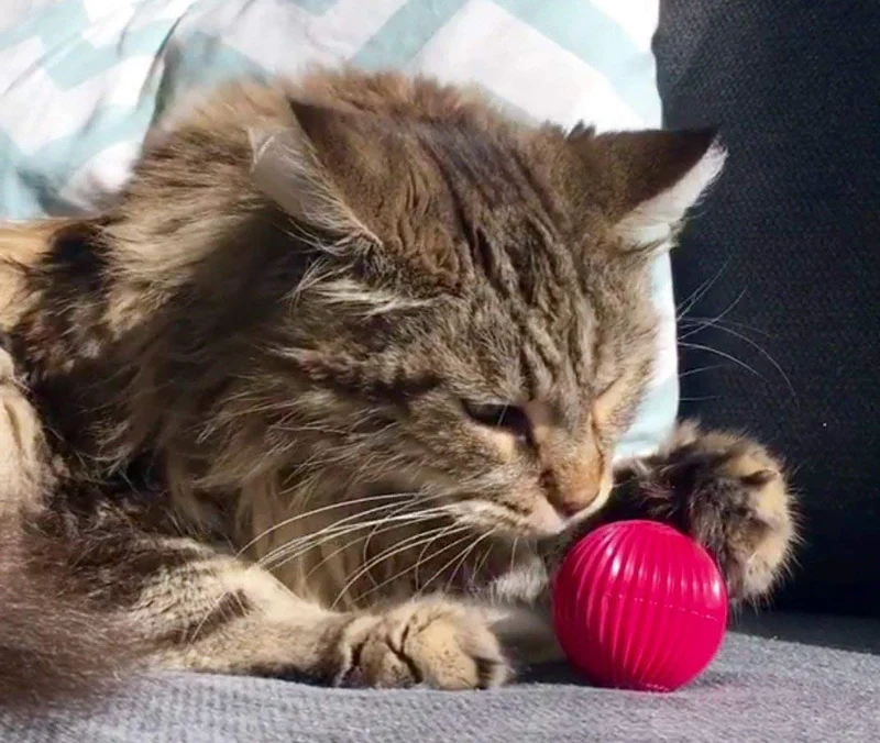 Pet Qwerks – Pelota de gato con infusor de gato, juguete interactivo para gato
