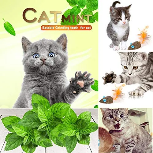WoLover Cat Catnip Sticks Natural Matatabi Silvervine Sticks – Limpieza de dientes Molar Herramientas Gatito Gato Masticar Juguete Natural Catnip Ratón Gato Juguete