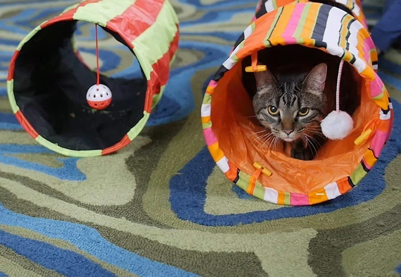 Pet Magasin - Túnel para gatos (2 unidades) interactivo con bolas divertidas y diseño de agujero para orinar para gatos pequeños, medianos y grandes, conejos y otros animales pequeños