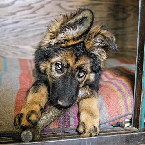 Pet Qwerks BarkBone