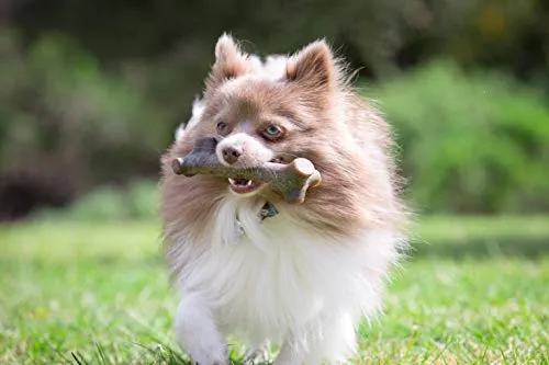 Pet Qwerks BarkBone