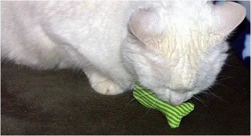 3 x yeowww. 100% orgánica Catnip stinkies Sardinas, Paquete de 6