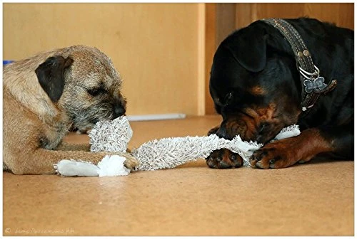 Juguetes de masticar para perros, 3 piezas, de peluche, para mascotas, juguetes de entrenamiento