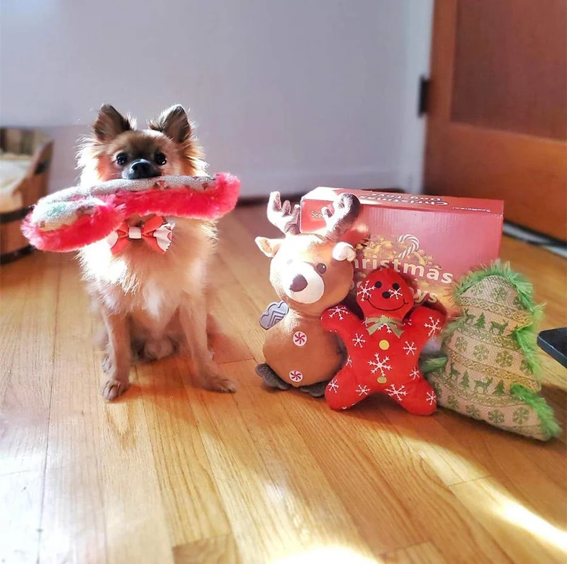 Esceneral - Juguete de peluche para perros y gatos pequeños, 4 unidades