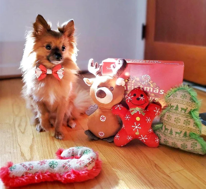 Esceneral - Juguete de peluche para perros y gatos pequeños, 4 unidades