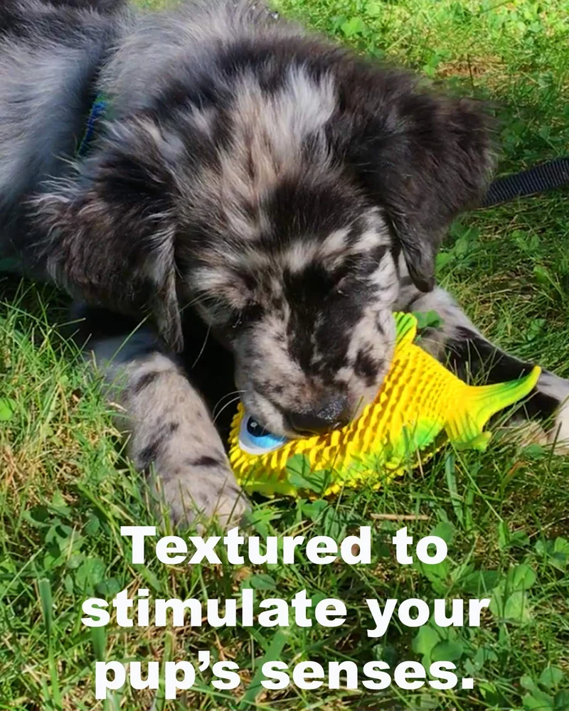 Juguete para perros de pez sensorial. 100% caucho natural (látex). Sin plomo ni productos químicos. Cumple con los mismos estándares de seguridad que los juguetes para niños. Suave, apretado. El mejor juguete para perros pequeños o medianos y perros.