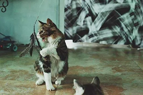 Highland granjas seleccione hecho a mano pluma natural juguete de gato da Bird – Juego de recambios interactivo gato y gatito juguete