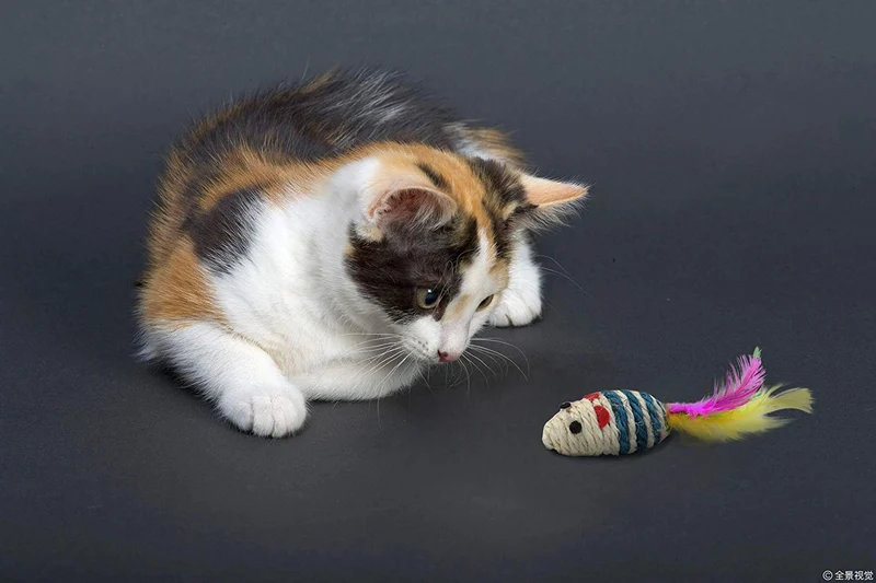 JPB - Juego de 9 juguetes para gatos