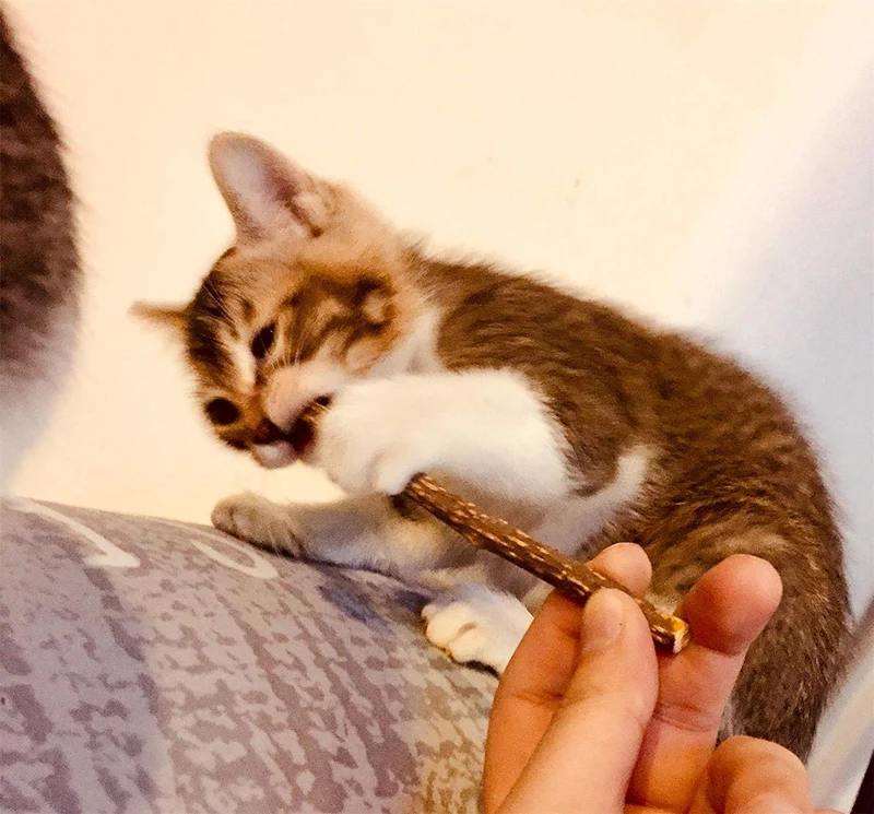 Deyace Catnip Sticks 40 piezas Orgánica Gato Catnip Juguetes Natural Planta Matatabi Plata Vina Masticar Palos Gato Dientes Limpieza Masticar Juguete para Gato Gatito Kitty (40 piezas)