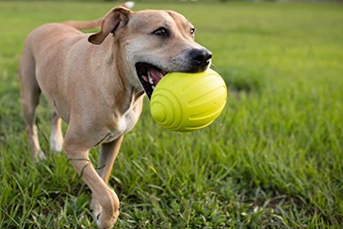 Nerf juguete fútbol con sonido para perro