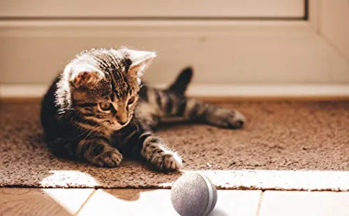 Pelota de mimbre de animal, 100% automática e interactiva para mantener a tus perros y gatos a la compañía todo el día, la alegría de tu mascota cuando estás solo en casa.