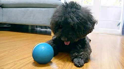 Pelota de mimbre de animal, 100% automática e interactiva para mantener a tus perros y gatos a la compañía todo el día, la alegría de tu mascota cuando estás solo en casa.