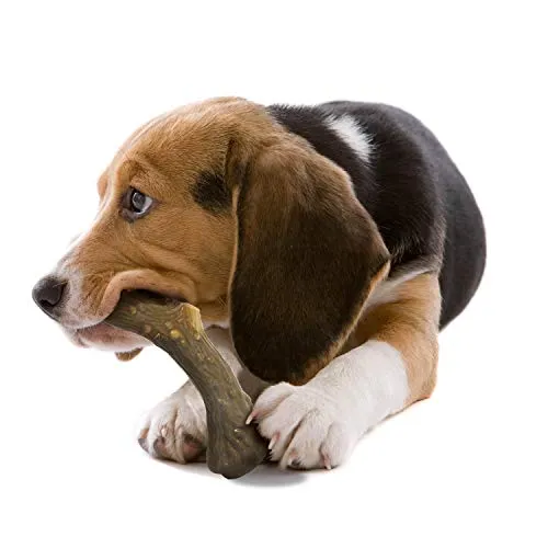 Nylabone Dura perro Masticar juguete