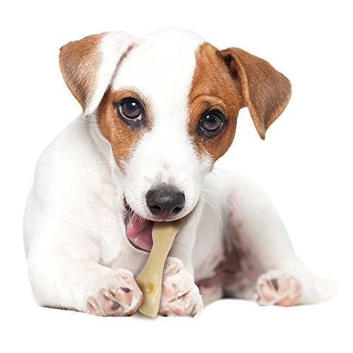 Nylabone Dura perro Masticar juguete