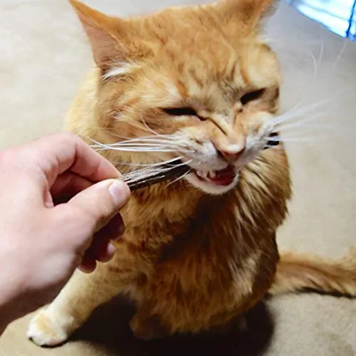 Slopehill Cat Catnip Toy, nuevo cepillo de dientes interactivo actualizado para gato, juguete para masticar, rellenable Catnip Fish Teaser, Matatabi Silvervine, limpiar en el lavavajillas