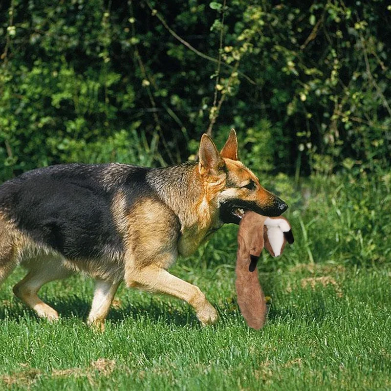 Legend - Juego de juguetes de peluche para perro, paquete de 5 juguetes de ardilla, juguetes para masticar sin rellenar con bolsa de almacenamiento